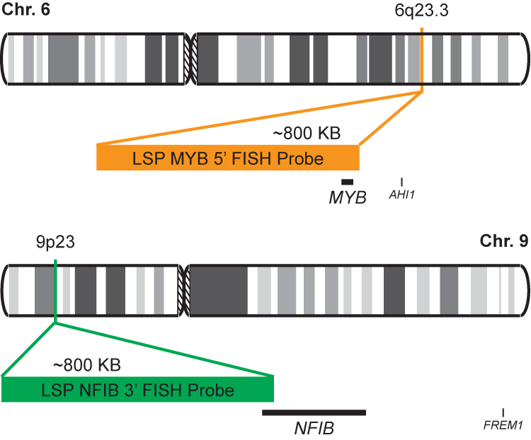 MYB-NFIB Fusion/Translocation FISH Probe Kit 