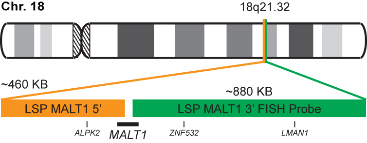MALT1 Break Apart FISH Probe Kit 