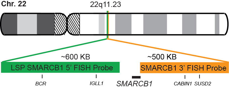 SMARCB1 Break Apart FISH Probe Kit 