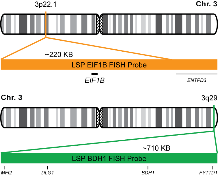 EIF1B/BDH1 FISH Probe Kit 