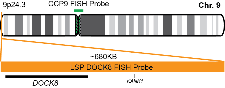 DOCK8/CCP9 FISH Probe Kit