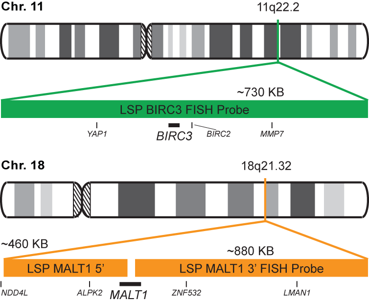 BIRC3-MALT1 Dual Fusion/Translocation FISH Probe Kit
