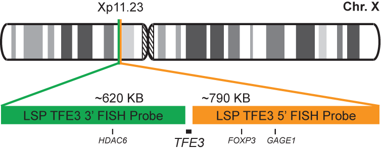 TFE3 Break Apart FISH Probe Kit 