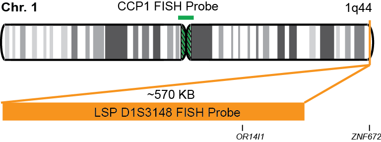 D1S3148/CCP1 FISH Probe Kit 