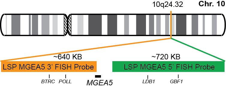 MGEA5 Break Apart FISH Probe Kit
