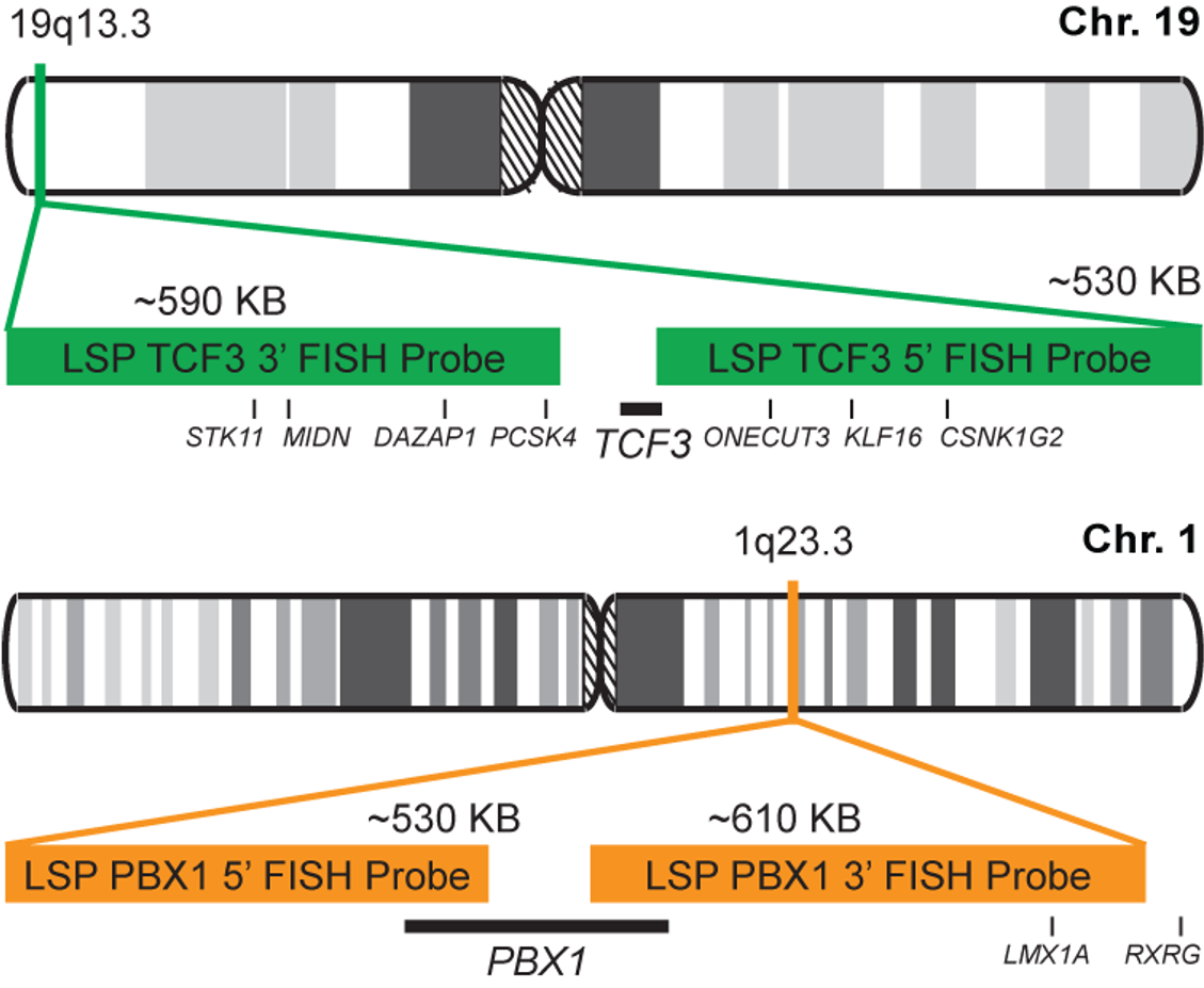 TCF3-PBX1 Dual Fusion/Translocation FISH Probe Kit  