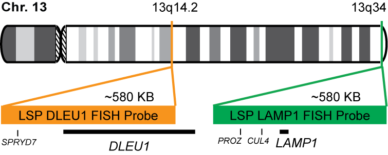 DLEU1/LAMP1 FISH Probe Kit