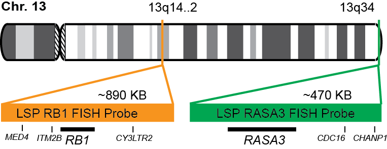 RB1/RASA3 FISH Probe Kit