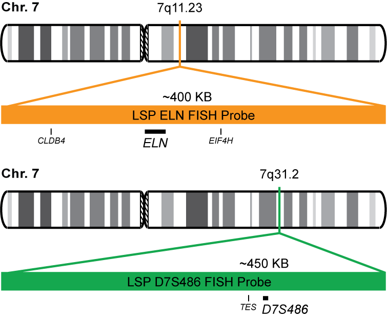 ELN/D7S486 FISH Probe Kit 