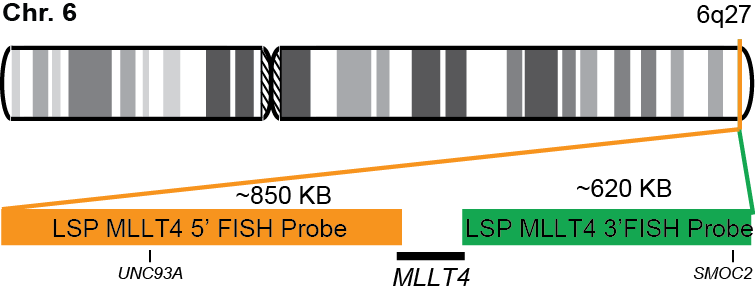 MLLT4 Break Apart FISH Probe Kit  