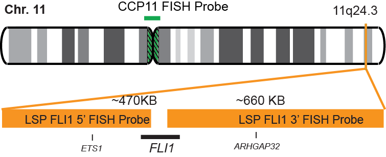FLI1/CCP11 FISH Probe Kit 
