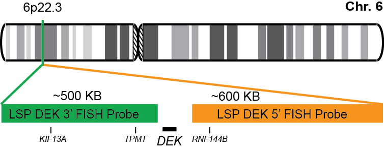 DEK Break Apart FISH Probe Kit 