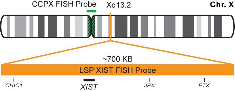 XIST/CCPX FISH Probe Kit