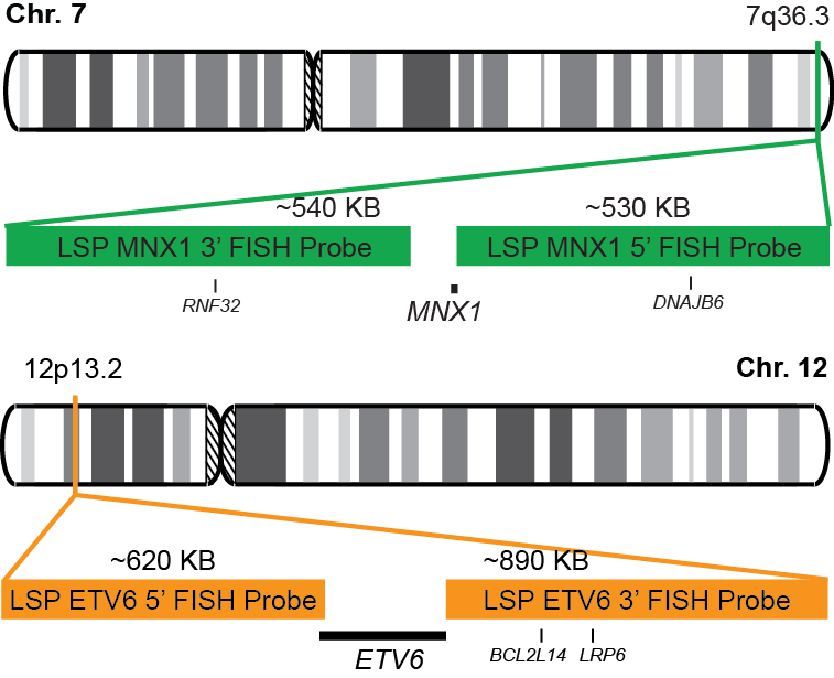 MNX1-ETV6 Dual Fusion/Translocation FISH Probe Kit