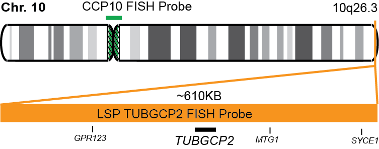 TUBGCP2/CCP10 FISH Probe Kit 