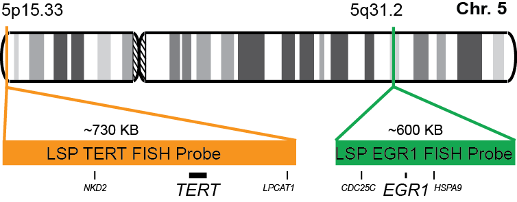 TERT/EGR1 FISH Probe Kit  