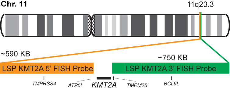 KMT2A Break Apart FISH Probe Kit 