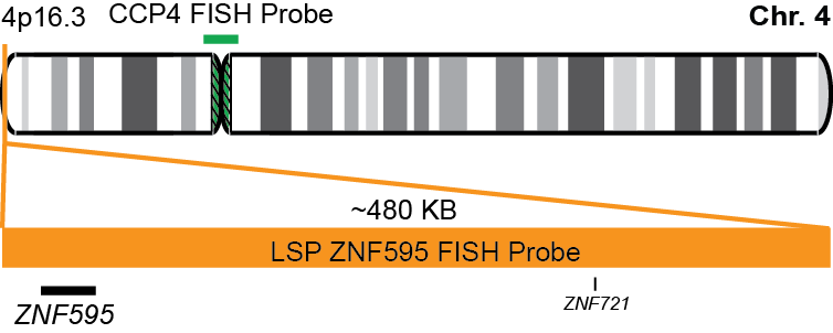 ZNF595/CCP4 FISH Probe Kit  