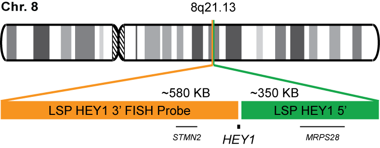 HEY1 Break Apart FISH Probe Kit