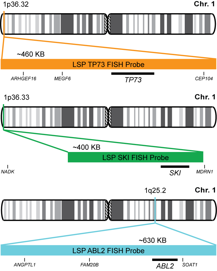 TP73/SKI/ABL2 FISH Probe Kit