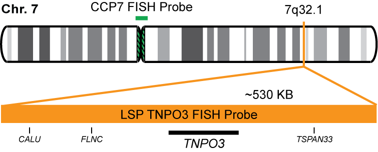 TNPO3/CCP7 FISH Probe Kit