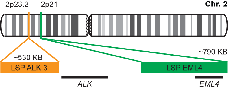 EML4-ALK Fusion/Translocation FISH Probe Kit