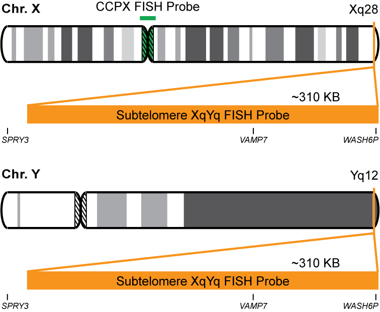 VAMP7/CCPX FISH Probe