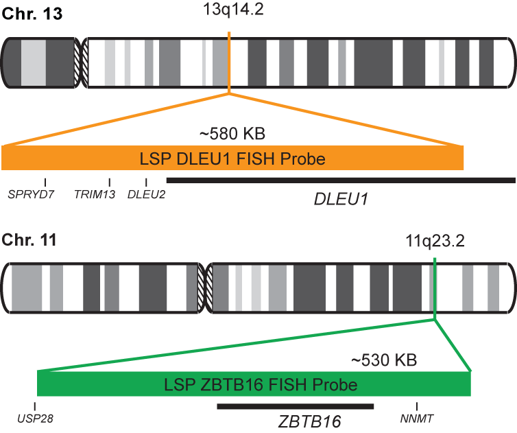 DLEU1/ZBTB16 FISH Probe Kit 