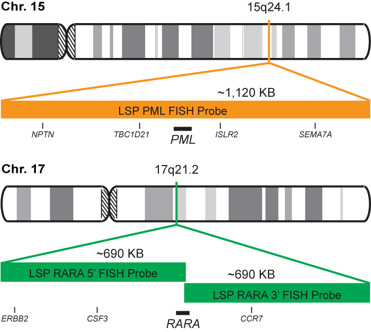 PML-RARA Dual Fusion/Translocation FISH Probe Kit  