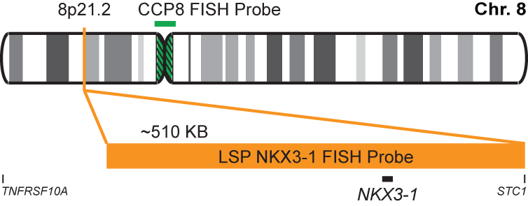NKX3-1/CCP8 FISH Probe Kit 