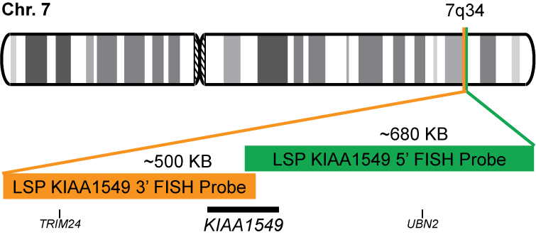 KIAA1549 Break Apart FISH Probe Kit 