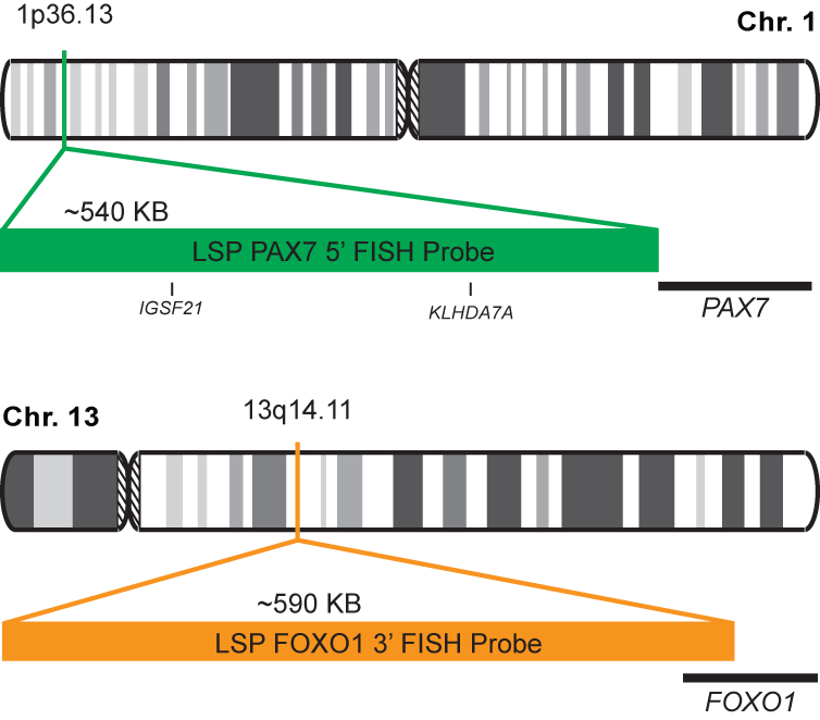 PAX7-FOXO1 Fusion/Translocation FISH Probe Kit 