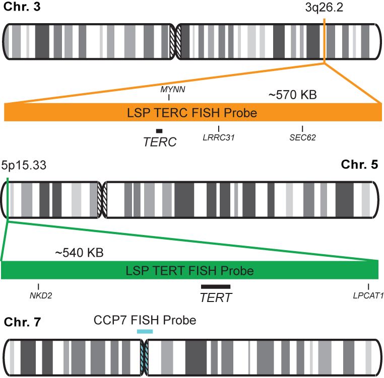 TERC/PTGS2/CCP7 FISH Probe Kit