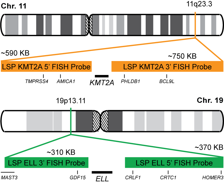 KMT2A-ELL Dual Fusion/Translocation FISH Probe Kit 