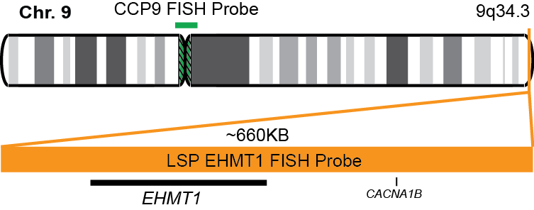 EHMT1/CCP9 FISH Probe Kit