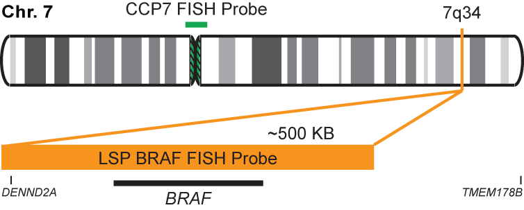 BRAF/CCP7 FISH Probe Kit 