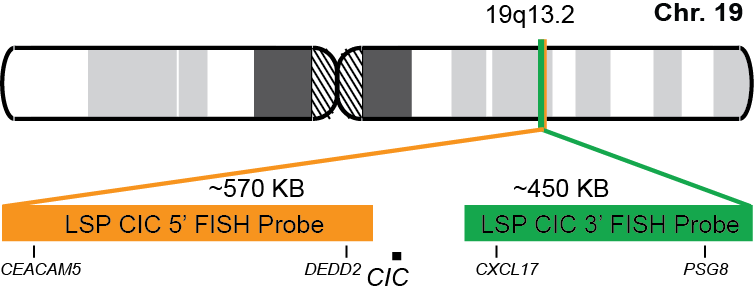 CIC Break Apart FISH Probe Kit