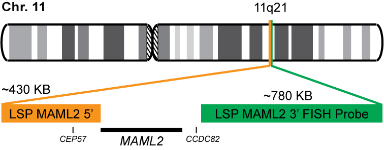 MAML2 Break Apart FISH Probe Kit