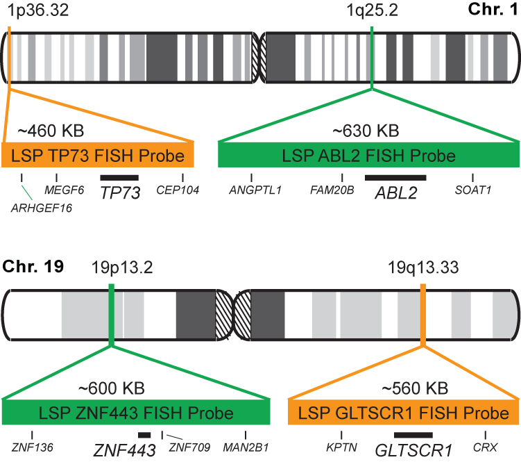 TP73/ABL2, GLTSCR1/ZNF443 FISH Probe Kit