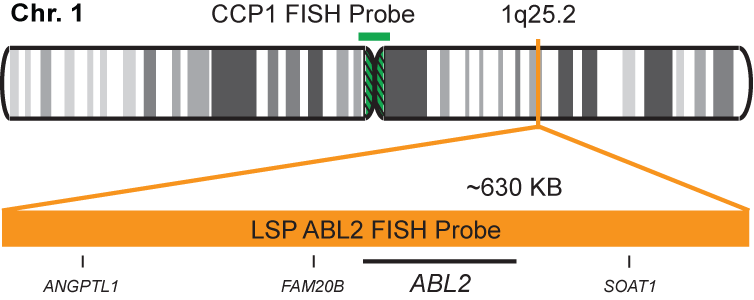 ABL2/CCP1 FISH Probe Kit 
