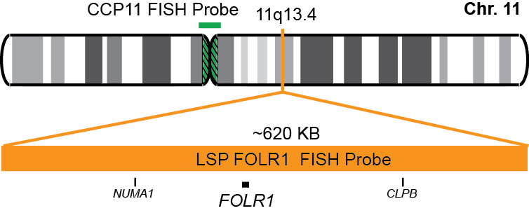 FOLR1/CCP11 FISH Probe Kit 
