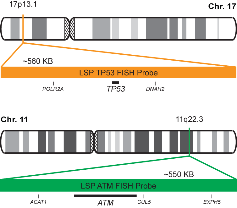 TP53/ATM FISH Probe Kit 