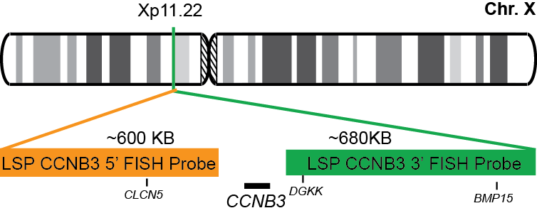 CCNB3 Break Apart FISH Probe Kit