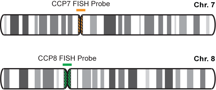 CCP7/CCP8 FISH Probe Kit