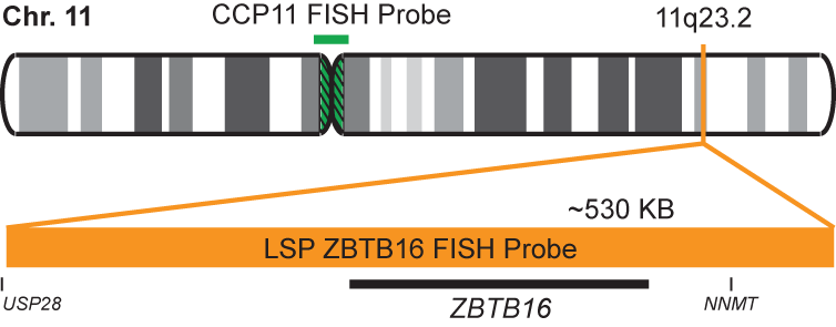 ZBTB16/CCP11 FISH Probe Kit