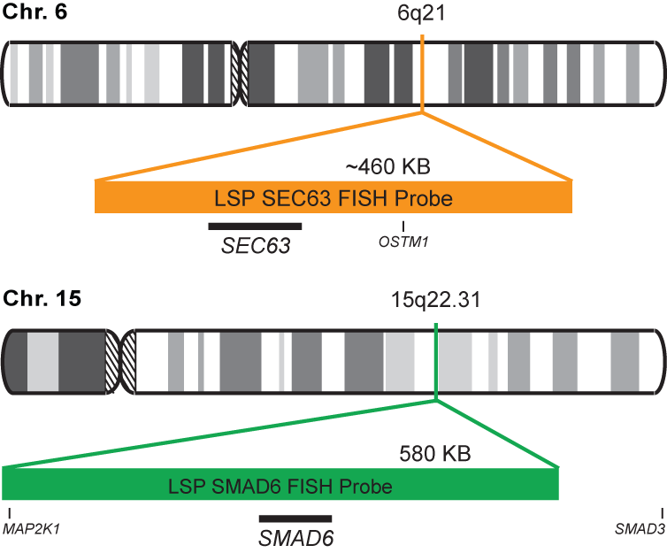 SEC63/SMAD6 FISH Probe Kit