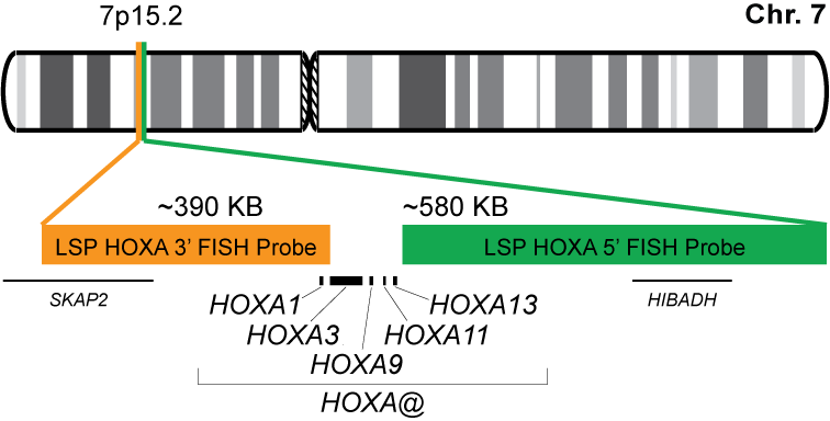 HOXA Break Apart FISH Probe Kit 