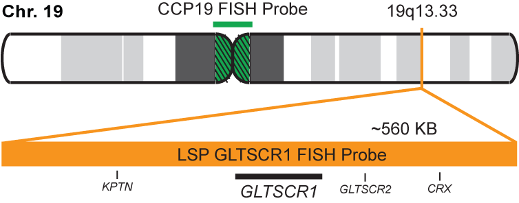 GLTSCR1/CCP19 FISH Probe Kit