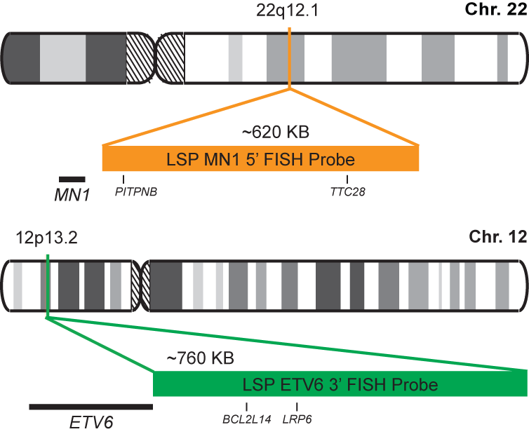 MN1-ETV6 Fusion/Translocation FISH Probe Kit