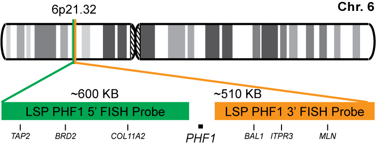 PHF1 Break Apart FISH Probe Kit
